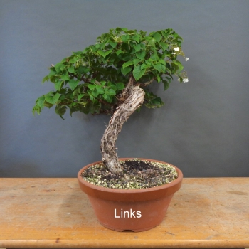 Preview: Hydangea, Hortensie, links