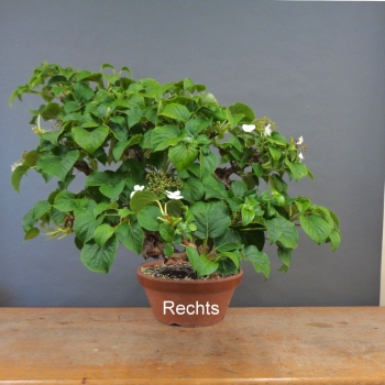 Preview: Hydangea, Hortensie, rechts
