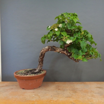 Hydangea, Hortensie, vorn