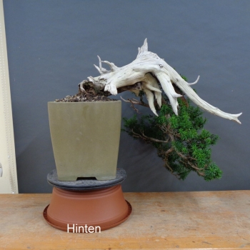 Preview: Bonsai, Taxus cuspidata, hinten