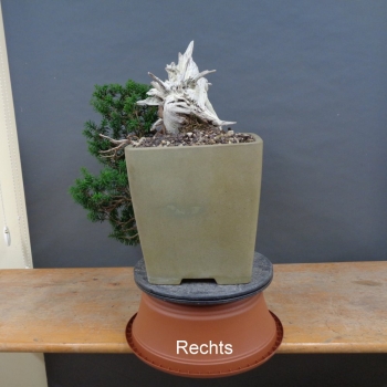 Preview: Bonsai, Taxus cuspidata, rechts