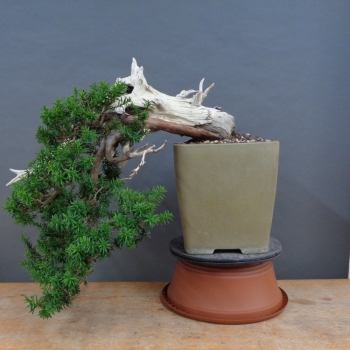 Bonsai, Taxus cuspidata, vorn