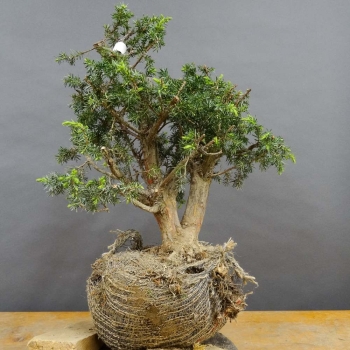 Pre-Bonsai, Juniperus communis