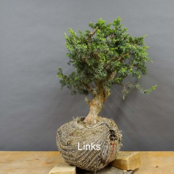 Pre-Bonsai, Juniperus communis
