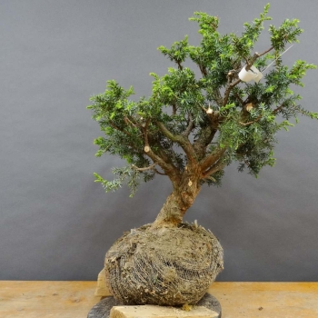 Pre-Bonsai, Juniperus communis