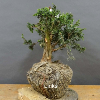 Pre-Bonsai, Juniperus communis