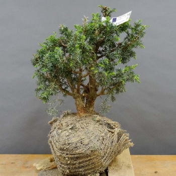 Pre-Bonsai, Juniperus communis