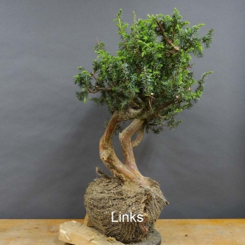 Pre-Bonsai, Juniperus communis
