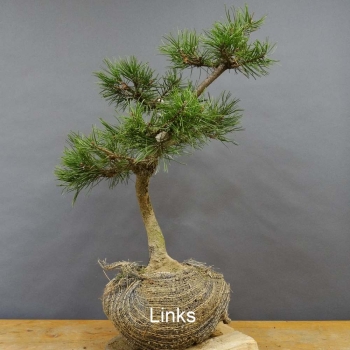 Pinus Pumilio mugo