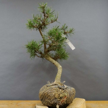 Bergkiefer - Pinus mugo 'Pumilio' B1