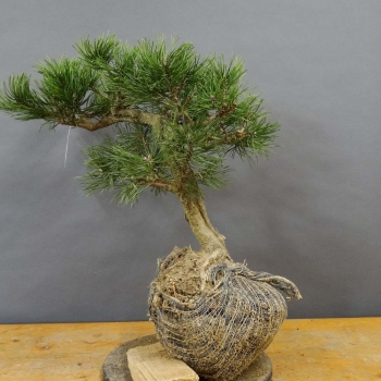 Bergkiefer - Pinus mugo 'Pumilio' B2