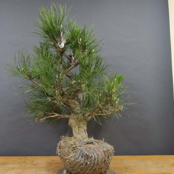 Pinus nigra Schwarzkiefer