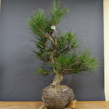 Pinus nigra Schwarzkiefer
