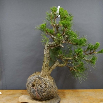 Pinus nigra Schwarzkiefer