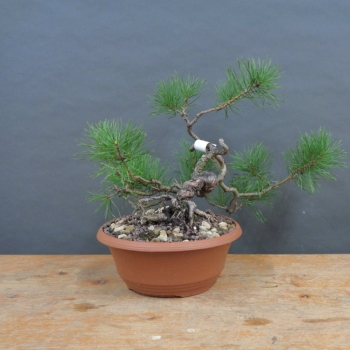 Preview: Pre-Bonsai, Pinus sylvestris