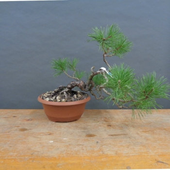 Pre-Bonsai, Pinus sylvestris