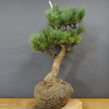 Silberkiefer - Pinus sylvestris 'Watereri' B10