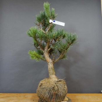 Silberkiefer - Pinus sylvestris 'Watereri' B11