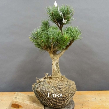 Pinus sylvestris Silberkiefer