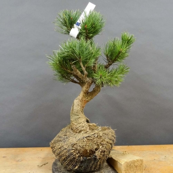Pinus sylvestris Silberkiefer