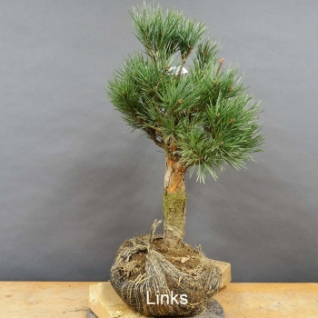 Pinus sylvestris Silberkiefer