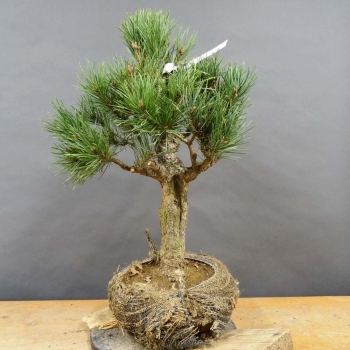 Pinus sylvestris Silberkiefer
