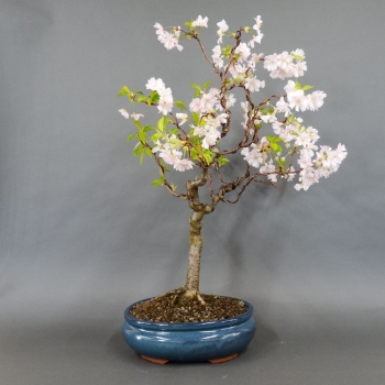 Blütenkirsche Bonsai