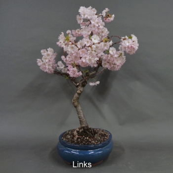 Preview: Blütenkirsche