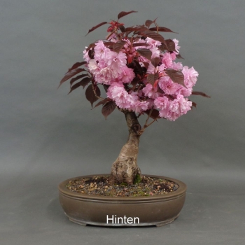 Preview: Blütenkirsche Bonsai