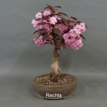 Preview: Blütenkirsche Bonsai