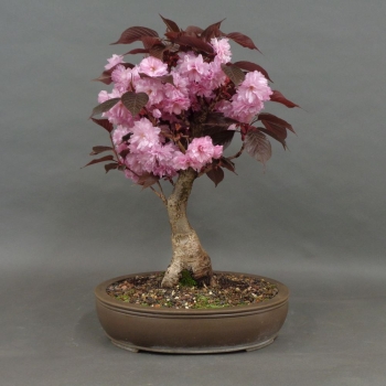 Blütenkirsche Bonsai