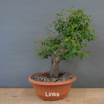 Preview: Prunus cerasifera, Mirabelle, links