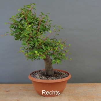 Preview: Prunus cerasifera, Mirabelle, rechts