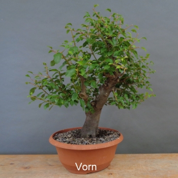 Prunus cerasifera, Mirabelle, vorn
