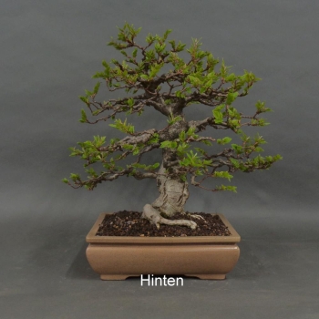 Preview: Carpinus betulus, Hainbuche, Bonsai