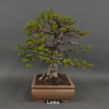Preview: Carpinus betulus, Hainbuche, Bonsai