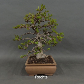 Preview: Carpinus betulus, Hainbuche, Bonsai