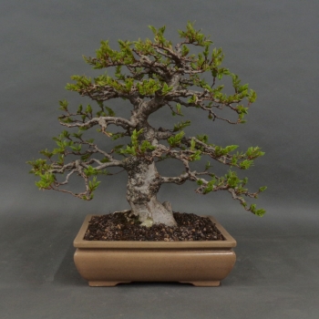 Carpinus betulus, Hainbuche, Bonsai