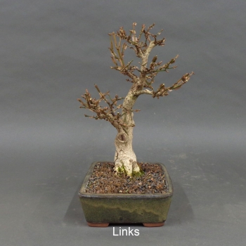 Preview: Euonymus alatus, Bonsai