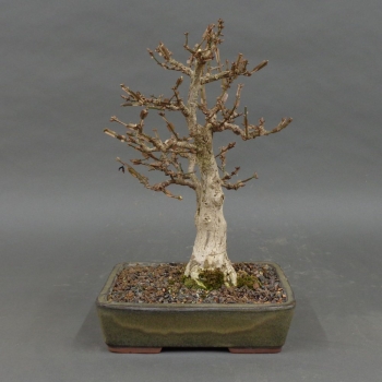 Euonymus alatus, Bonsai