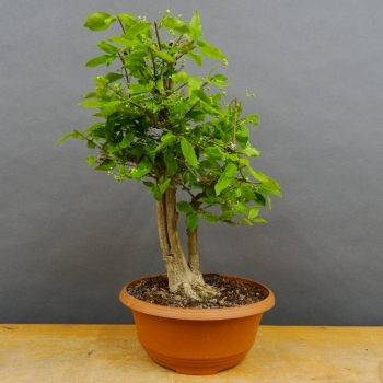 Pre-Bonsai, Korkspindelstrauch