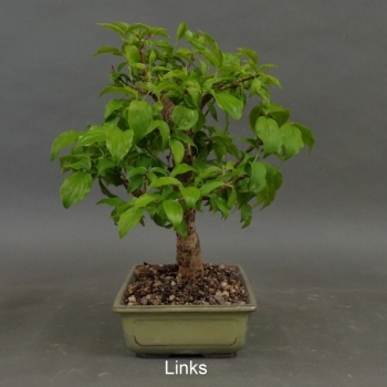 Preview: Bonsai, Cornus mas, links