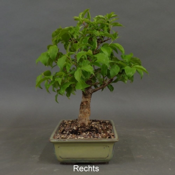 Preview: Bonsai, Cornus mas, rechts
