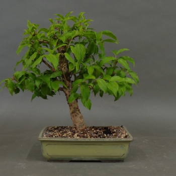 Bonsai, Cornus mas, vorn