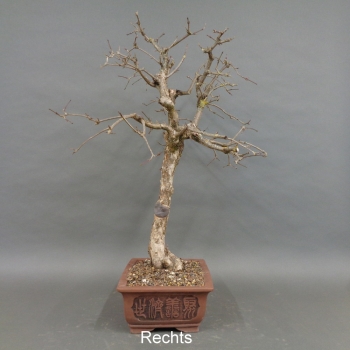 Preview: Bonsai, Cornus mas, Kornelkirsche