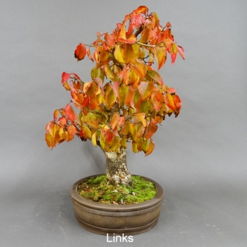 Bonsai, Cornus mas, Kornelkirsche