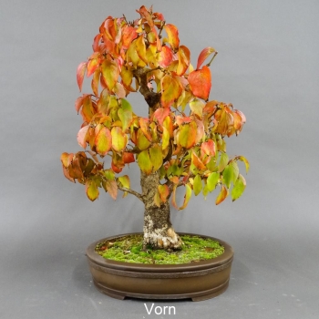 Bonsai, Cornus mas, Kornelkirsche