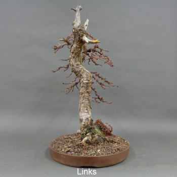 Larix, Lärche, Bonsai