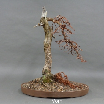 Laerche , Bonsai im Winter