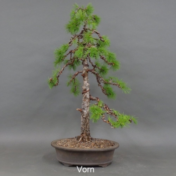 Bonsai-Nadelbume